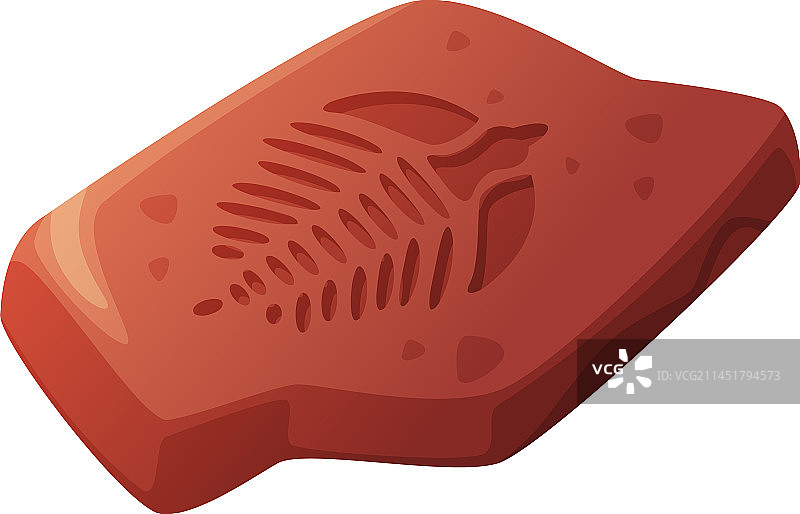 地表挖掘获得的化石印记图片素材