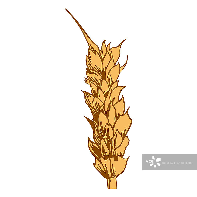 小麦穗特写图片素材