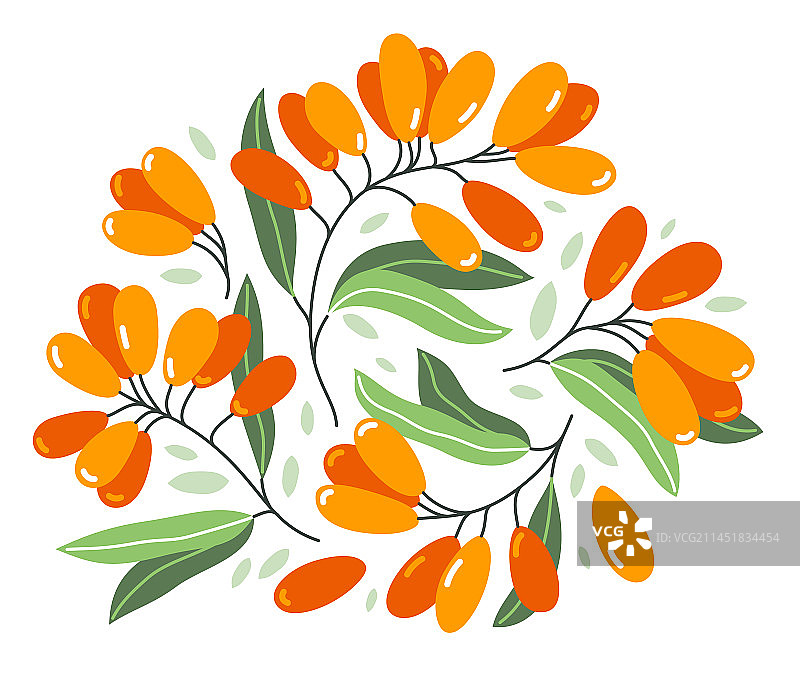 新鲜美味的成熟沙棘浆果图片素材