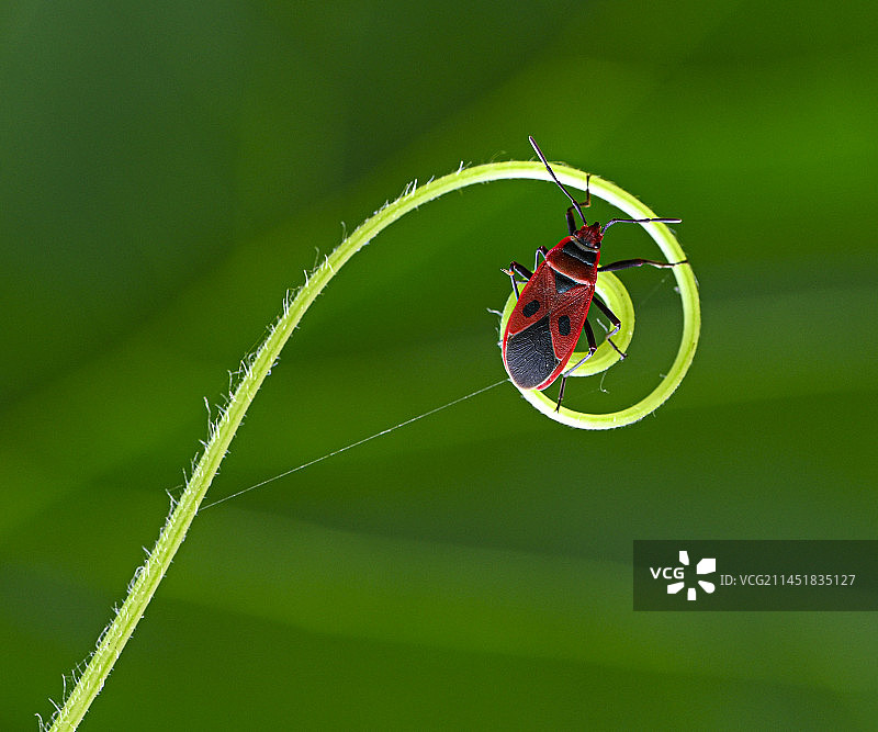 红蝽与藤蔓图片素材