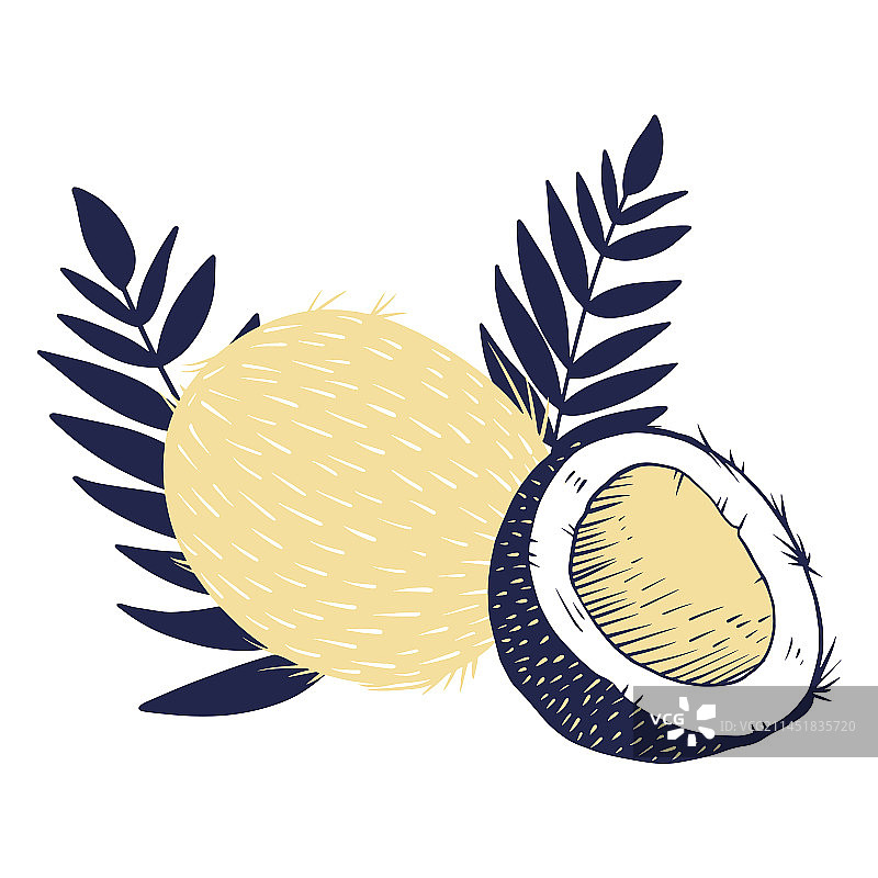 带叶子的椰子图片素材