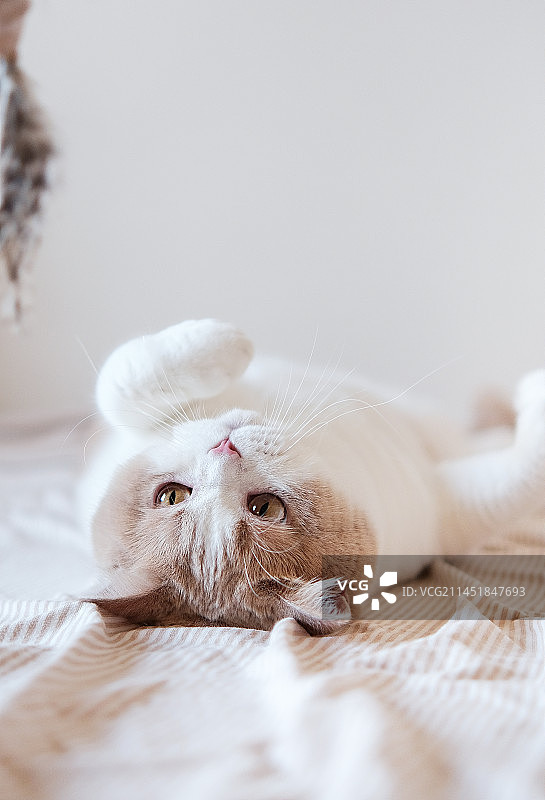 可爱的小猫咪图片素材