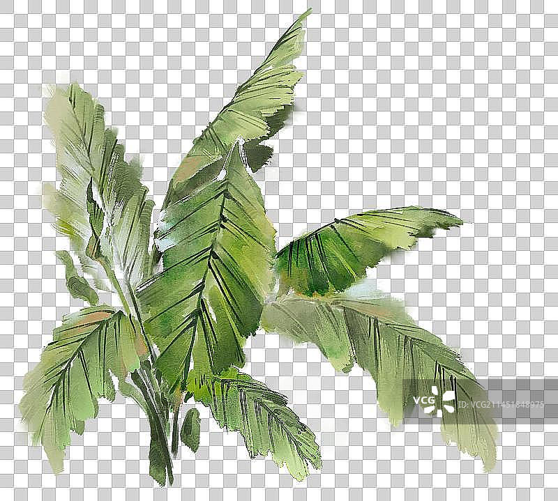 芭蕉叶-水彩插画元素图片素材