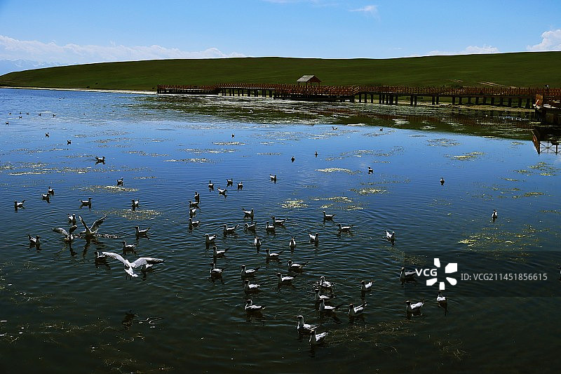 巴音布鲁克草原天鹅湖景区的红嘴鸥图片素材