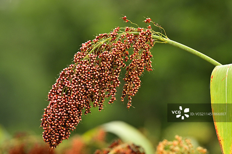 农作物丰收图片素材