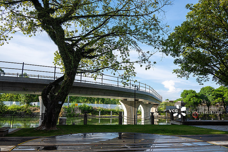 江门赤坎古镇风光：古树参天图片素材