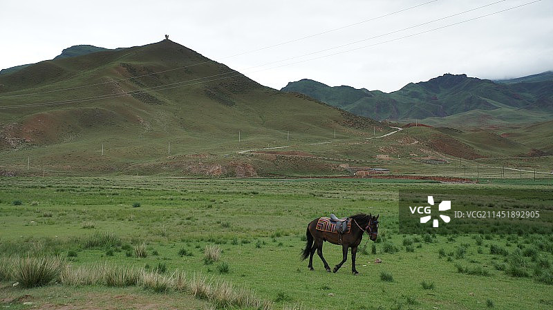 甘南草原上的马图片素材
