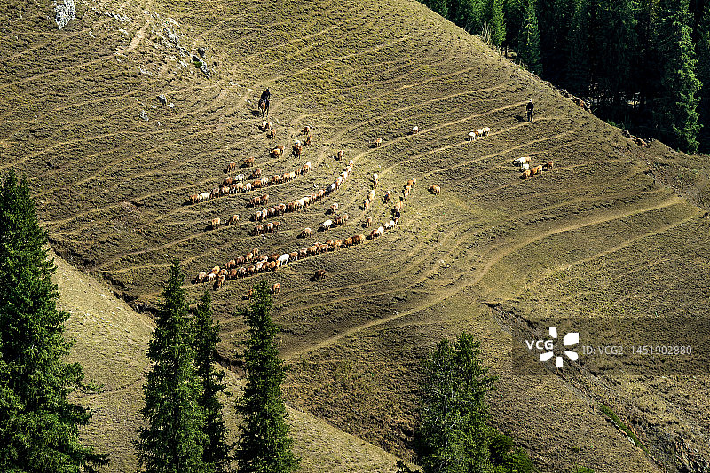 放羊图片素材