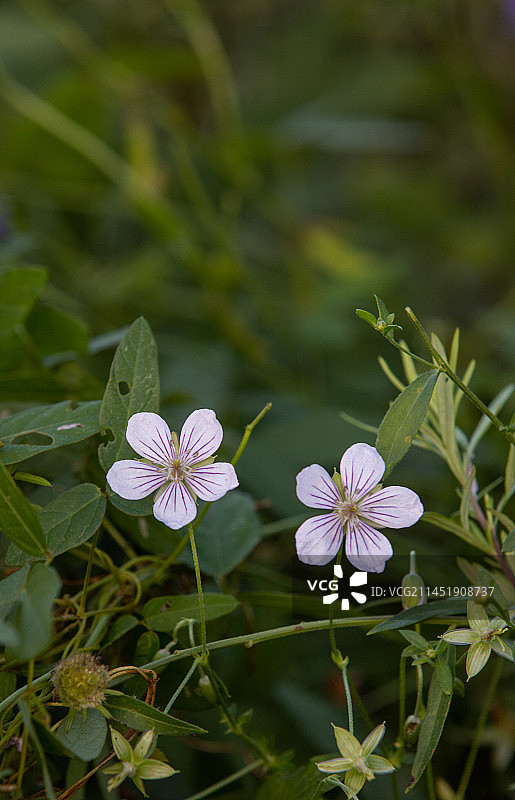 山野花老鹳草图片素材
