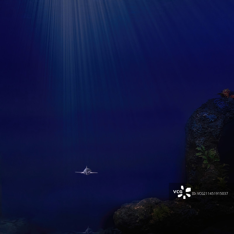 深海，远去的大白鲨的背影图片素材