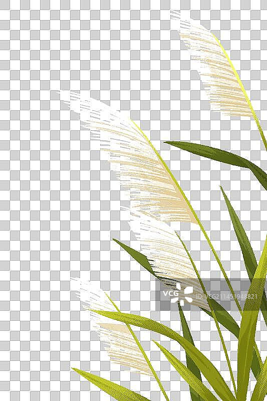 芦苇丛植物插画元素图片素材