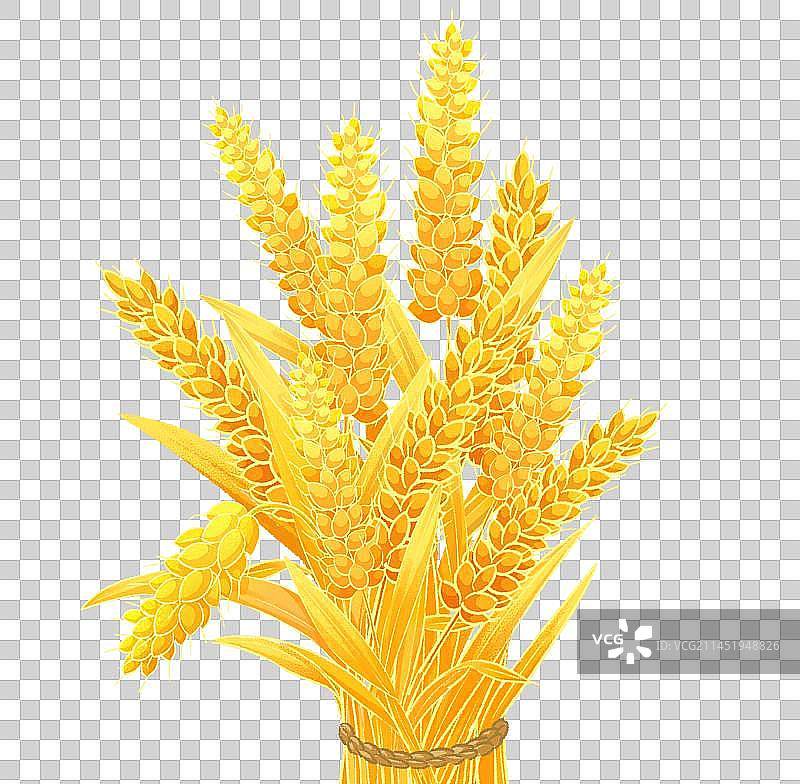 小麦元素图片素材