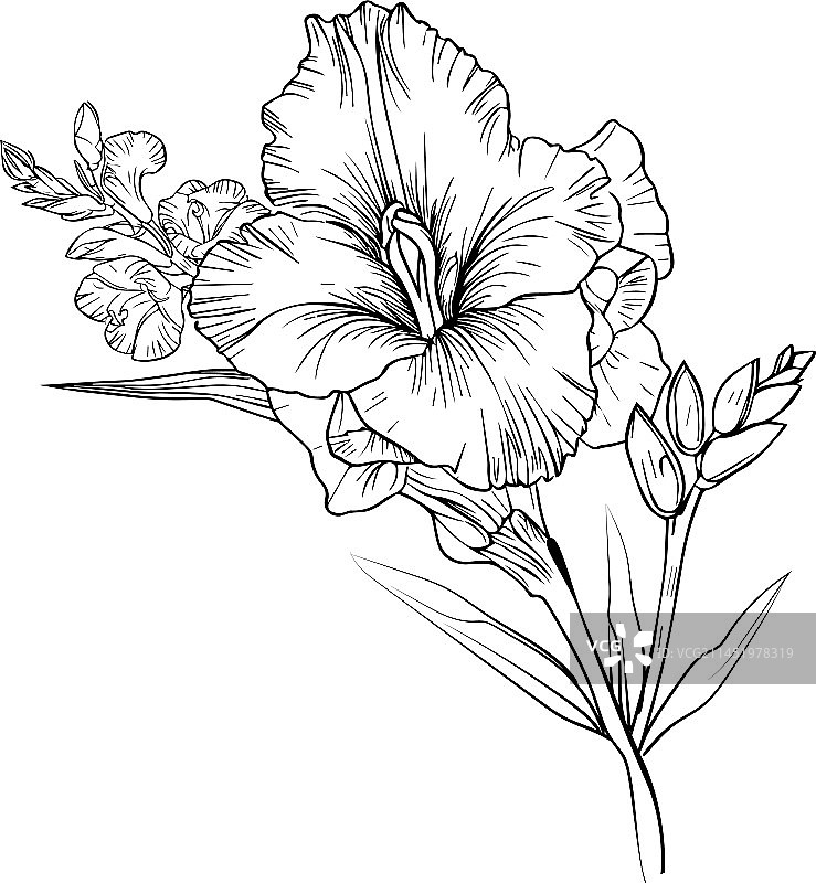 唐菖蒲八月生月花卉着色页图片素材