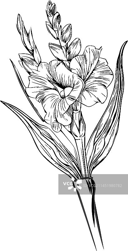 唐菖蒲线条艺术黑色模板图片素材