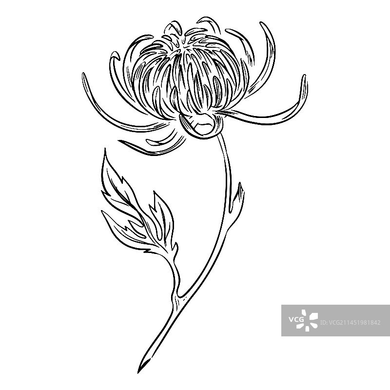 手绘菊花图片素材