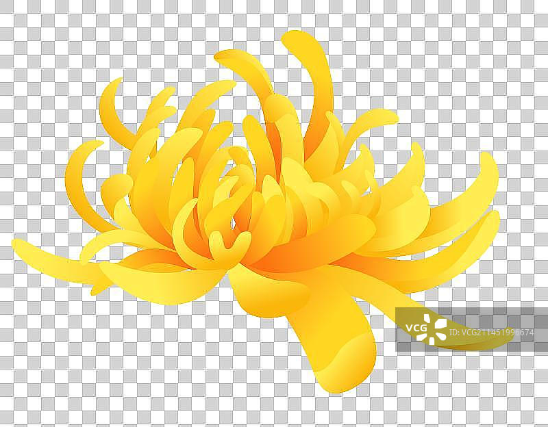 重阳节菊花花朵花瓣图片素材