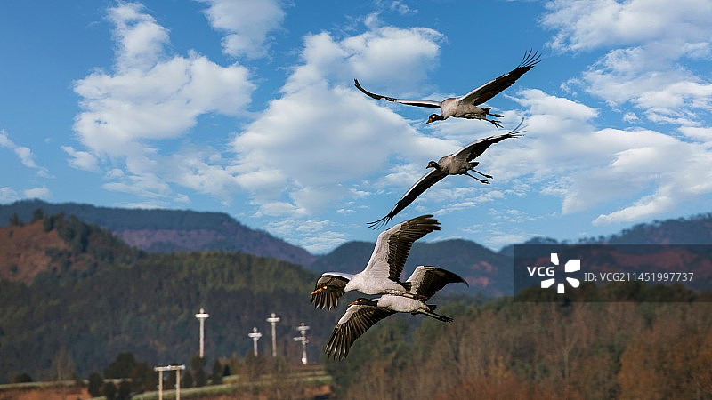 蓝天白云山脉半空中飞翔黑颈鹤图片素材