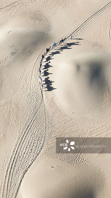 沙漠骆驼队图片素材