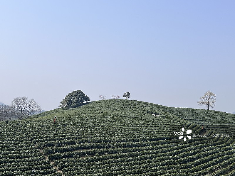 安吉白茶观景平台图片素材