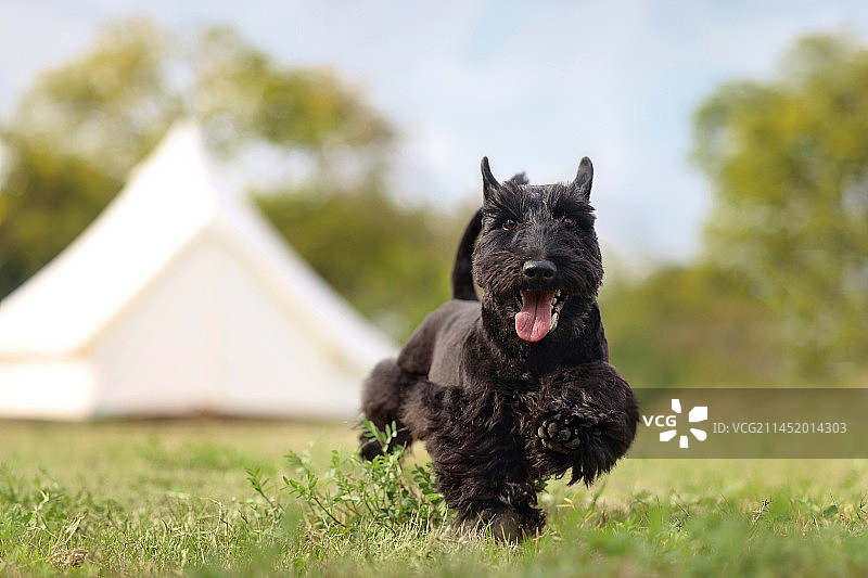 户外开心的苏格兰梗图片素材