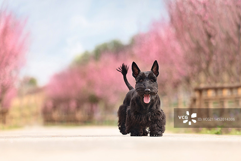 公园里开心的苏格兰梗图片素材