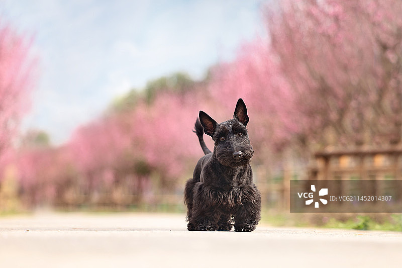 公园里开心的苏格兰梗图片素材