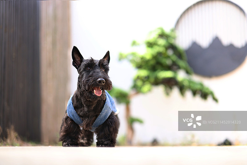 公园里开心的苏格兰梗图片素材