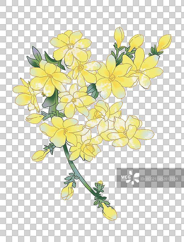 迎春花图片素材