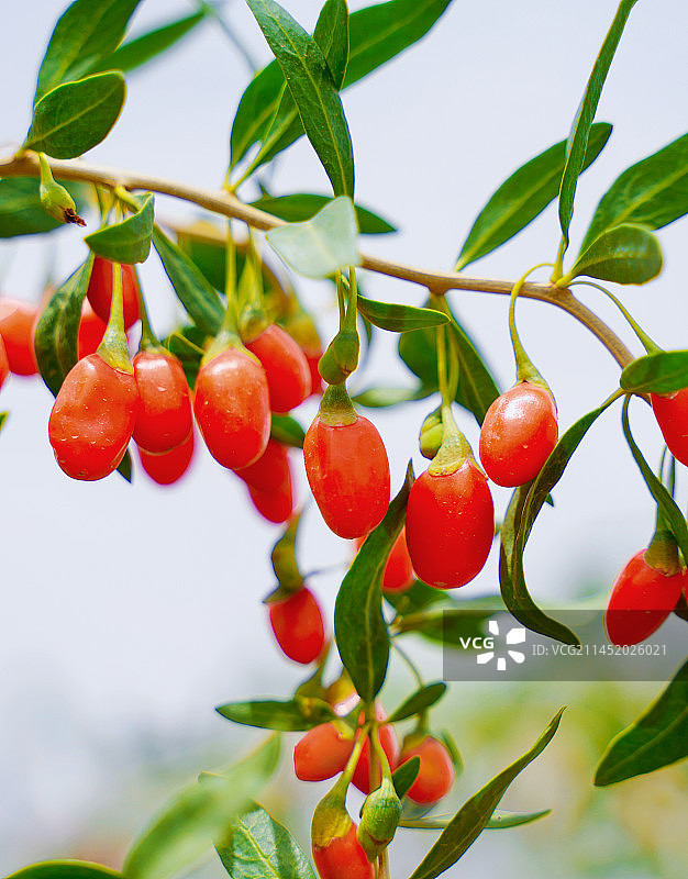 枸杞特写图片素材