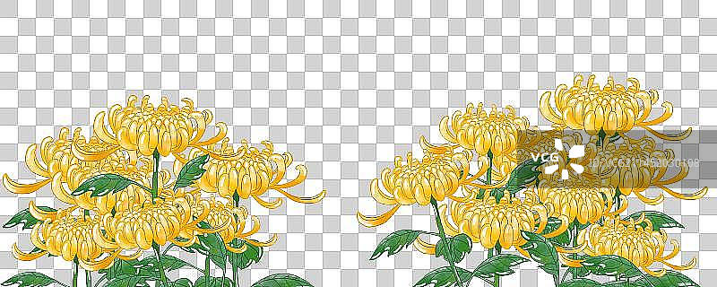 菊花素材图片素材