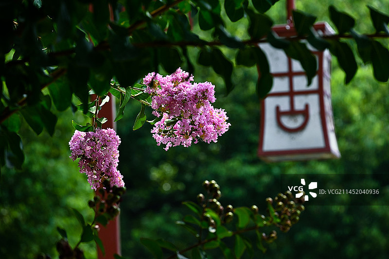 公园里的紫荆花图片素材
