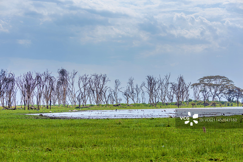 非洲肯尼亚纳瓦沙湖风光图片素材