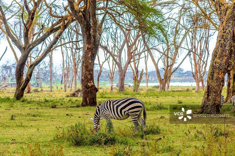 非洲肯尼亚纳瓦沙湖新月岛的斑马图片素材