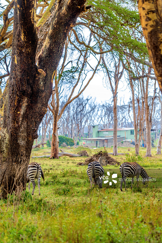 非洲肯尼亚纳瓦沙湖新月岛的斑马图片素材