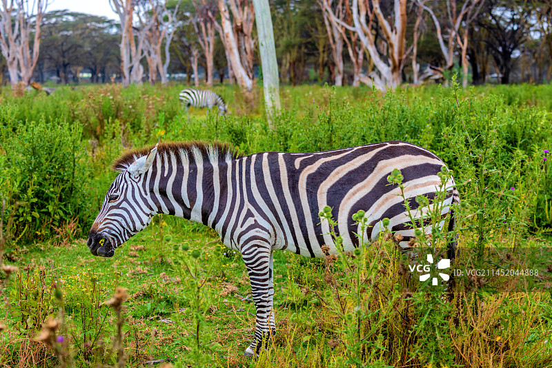 非洲肯尼亚纳瓦沙湖新月岛的斑马图片素材