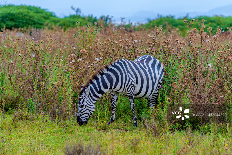 非洲肯尼亚纳瓦沙湖新月岛的斑马图片素材