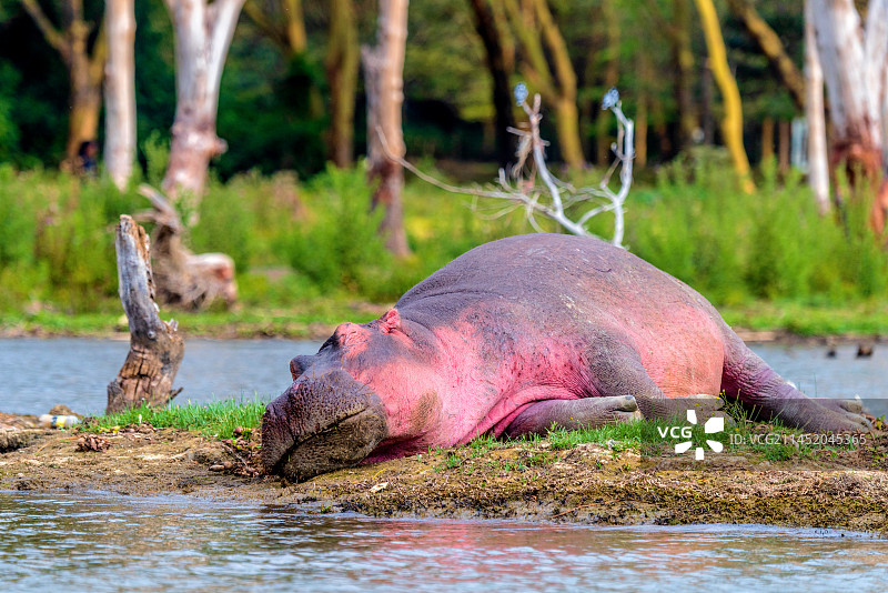 非洲肯尼亚纳瓦沙湖畔憩息的河马图片素材