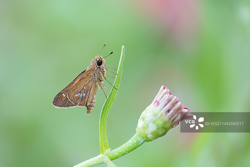 爬呀爬图片素材