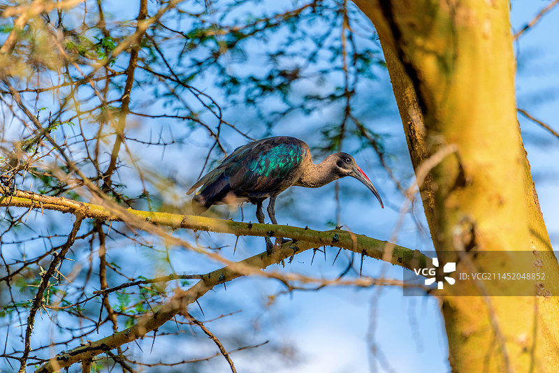 非洲肯尼亚纳瓦沙湖公园里的噪鹮图片素材
