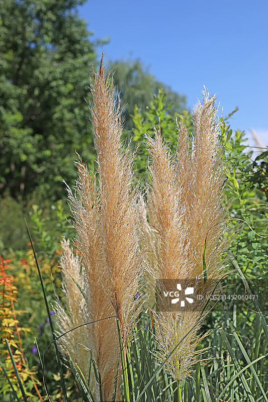 秋天的蒲苇图片素材