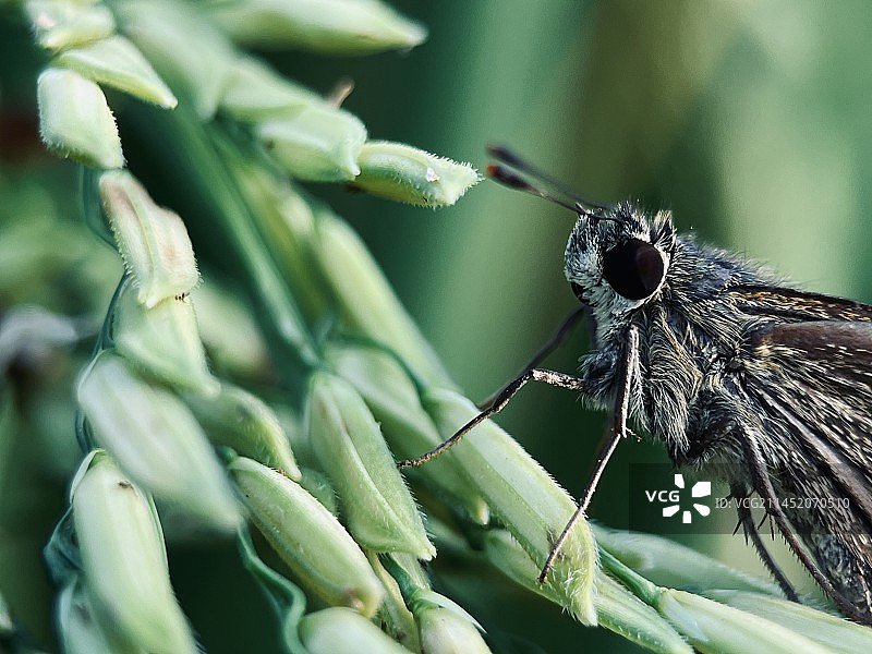 稻弄蝶图片素材