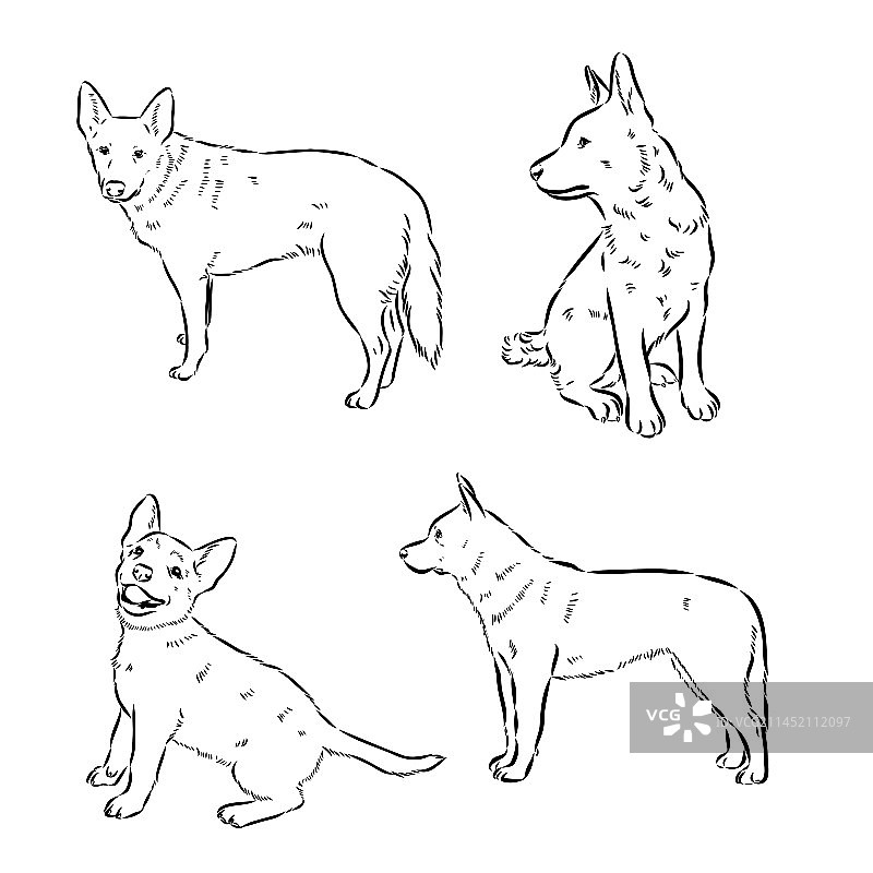 手绘澳洲牧牛犬图片素材