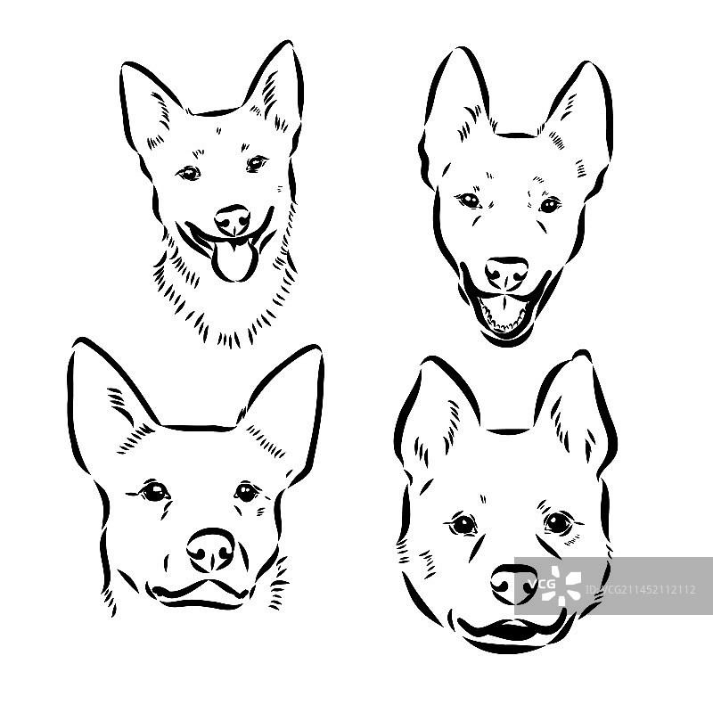 手绘澳洲牧牛犬图片素材