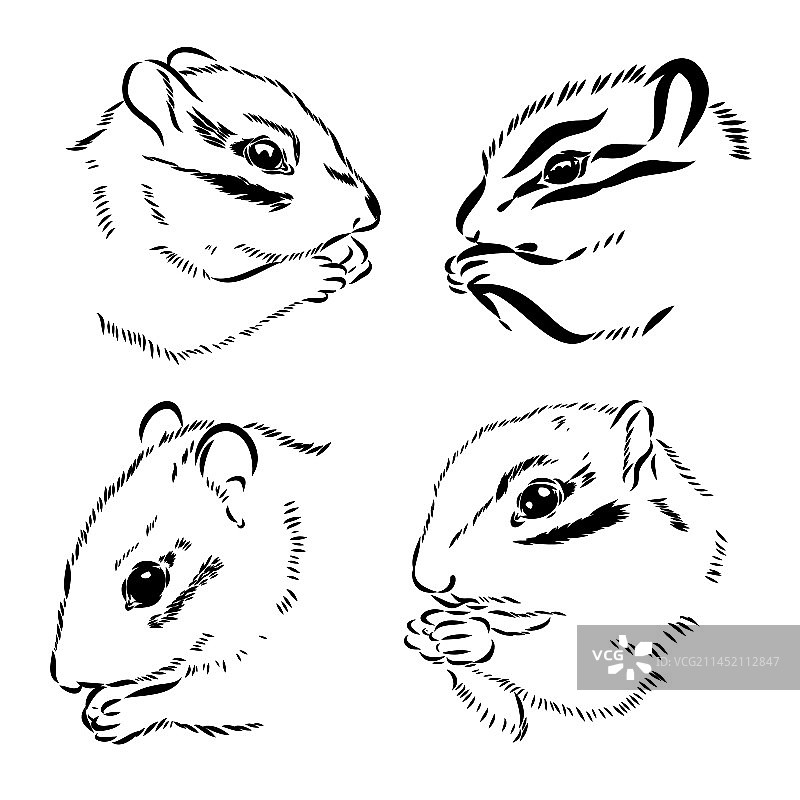白色背景上的涂鸦风格花栗鼠图片素材