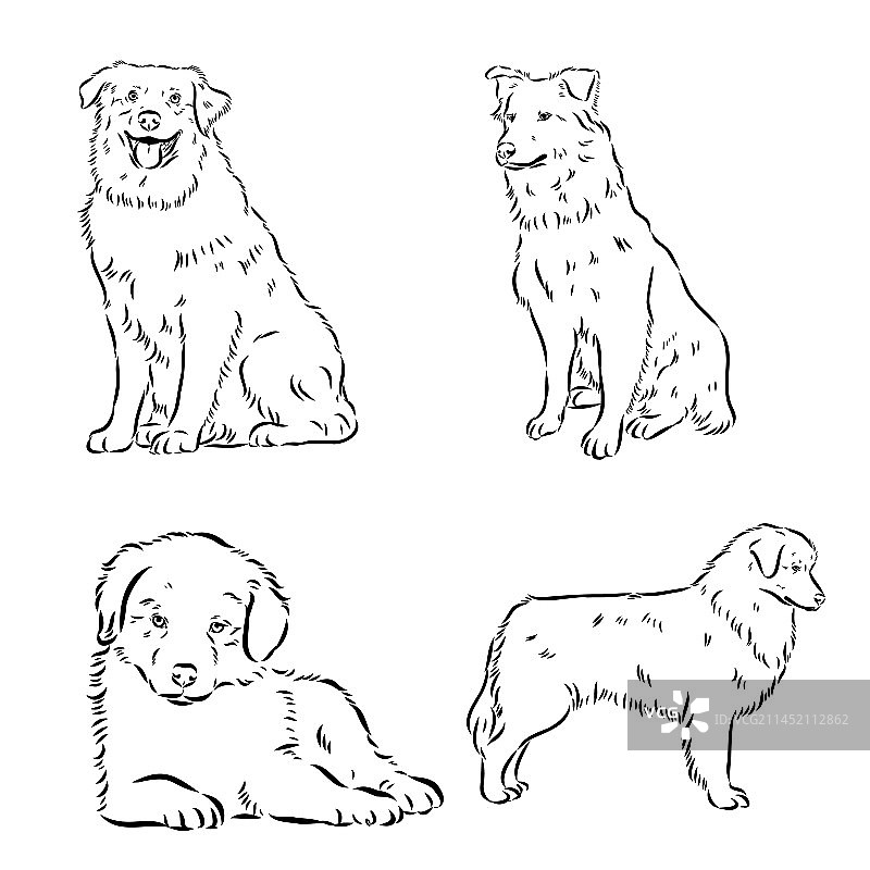 手绘澳大利亚牧羊犬肖像图片素材