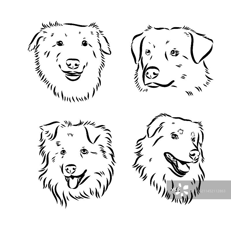 手绘澳大利亚牧羊犬肖像图片素材