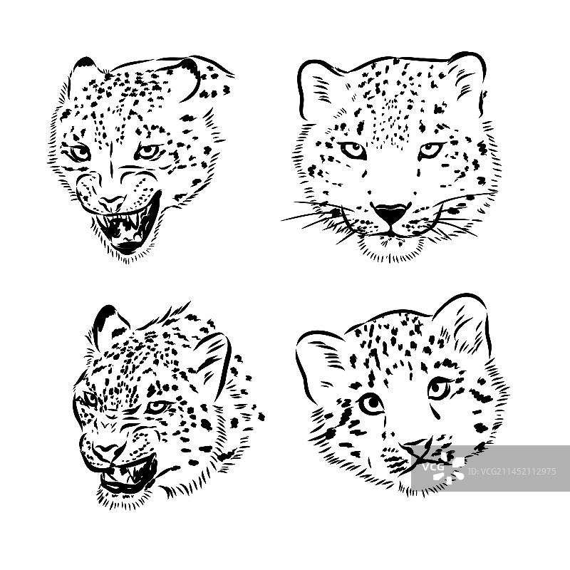 雪豹图形图片素材