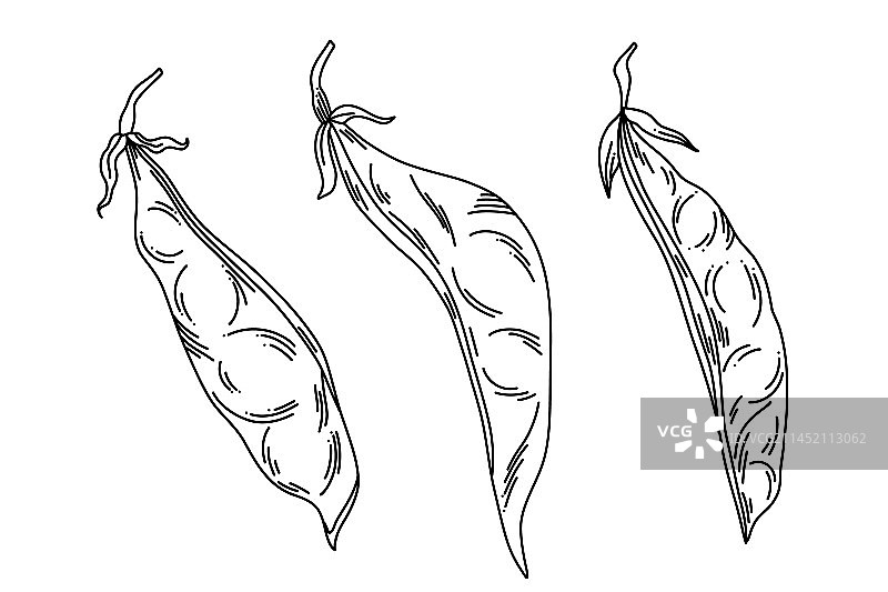 白色背景上的线条艺术蚕豆荚套装图片素材