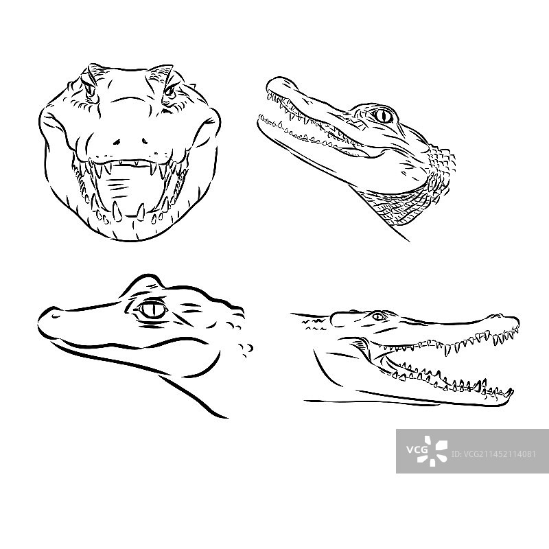 白色背景上的涂鸦风格鳄鱼图片素材