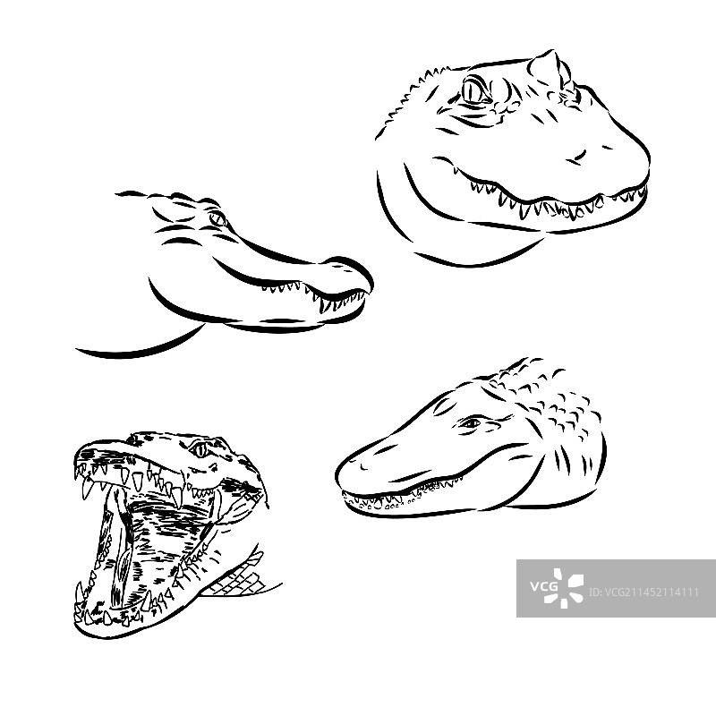 白色背景上的涂鸦风格鳄鱼图片素材